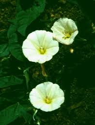 Image result for Convolvulus farinosus