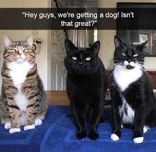 23 New And Hilarious Cat Snaps In 2021 Funny Cats Funny Animals Cats