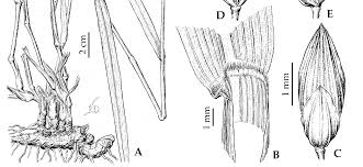 Image result for Stereochlaena cameronii