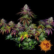 Mimosa Evo Cannabis Seeds Barneys Farm