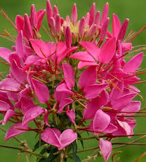 Cleome, commonly referred to as the spider flower or spider plant, is a sturdy flowering shrub that thrives in warm, humid weather. Cherry Queen Cleome Seeds Annual Flower Seeds