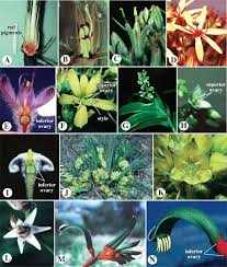 Image result for Commelinaceae