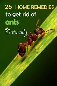 Home Remedy Hacks Get Rid Of Ants Rid Of Ants Remedies