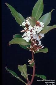 Image result for Acokanthera