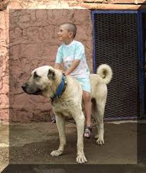 Kangal Kangal Dog Molosser Dogs Gallery Kangal Dog Livestock Guardian Dog Breeds Big Dogs