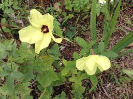 Parakeet heliconia, parrot's beak, parakeetflower, parakeet flower, parrot's flower. 34 Flowers Of Costa Rica Ideas Flowers Plants Costa