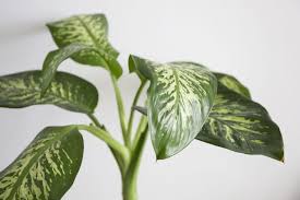 Dieffenbachia Plante Feuille Panache