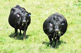 Sometimes, cows can get pregnant earlier, and that can result in better productivity for them over their lifespan. Pregnant Cows Stock Photo Picture And Royalty Free Image Image 10967957