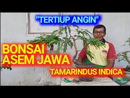 Download Membuat Bonsai Bougenville Gaya Tertiup Angin Mp3 Mp4 3gp Flv Download Lagu Mp3 Gratis