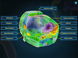Unlike the eukaryotic cells of plants and fungi, animal cells do not have a cell wall. Science 8 Vo Clase5 Plant Animalcell Lessons Blendspace