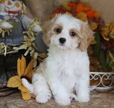 Cavachon puppies for sale east texas. All About The Cavachon Foxglove Farm