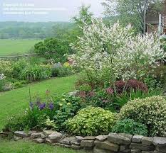 Dappled Willow Hakuro Nishiki Salix Integra Shrub Formed But Pruned For An Airy Shape Still At Th Dappled Willow Tree Dappled Willow Beautiful Gardens