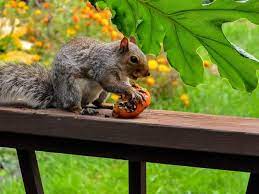 How to prevent squirrels from eating garden. How To Keep Squirrels Away From Tomato Plants
