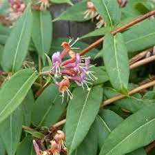 Lonicera acuminata, commonly known as fragrant grove honeysuckle or vine honeysuckle, is a plant species of honeysuckle native to china to southeast asia and india. Lonicera Henryi Immergrunes Geissblatt Von Bruns Pflanzen In 2021 Plant Combinations Plant Design Plants
