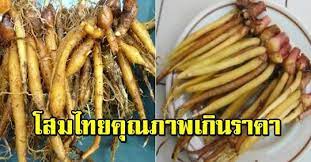 กระชายด กว าโสม ราคาไม แพงแต สรรพค ณเหล อหลาย ช วยบำร งห วใจ บำร งสมอง