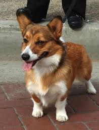 Bir Tilki Gibi Gorunen Bir Kopek Kucuk Bir Cins Bir Siginak Bir Corgi Kullanisli Bir Video Tilki Benzeri Kopekler Irklarin Kisa Bir Tanimi