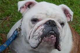 Handsome Dan Poses For The Camera At Yale S 312th Commencement Yale2013 Animal Lover Bulldog English Bulldog