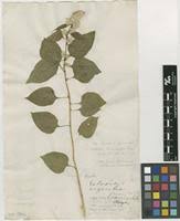 Image result for Celosia trigyna