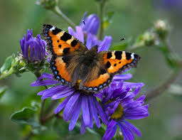 Small Tortoiseshell Butterfly Butterfly Flowers Uk Tortoise Shell