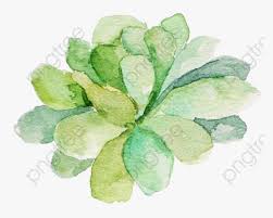 Green Watercolor Succulents Clipart Border Watercolor Succulent Clipart Free Hd Png Download Transparent Png Image Pngitem