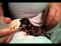Our chihuahua puppies have perfect little appleheads and short muzzles! Bottle Feeding Chihuahua Puppies Youtube