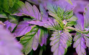 Sieh dir jetzt unser sortiment an. 10 Mistakes To Avoid When Using Led Grow Lights Agnetix