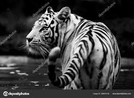 Tigre blanco, adiga, aravind, 7,50€. Cabeza De Tigre Blanco Imagenes Fotos De Stock Libres De Derechos Depositphotos