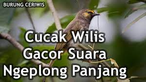 Suara Burung Cucak Wilis Gacor Suara Ngeplong Panjang Buat Masteran Ok Youtube