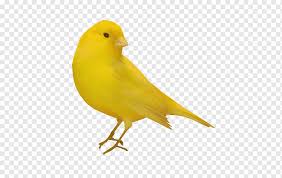 Burung murai batu kini sudah tidak asing lagi di kalangan kicau mania, karena selain lovebird dan kenari, murai batu telah menjadi salah satu jenis burung kicau yang sangat populer dan. Pticy Png Images Pngwing