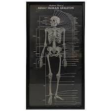 The 200 bones of the human body act as a scaffold, providing support, protection, facilitating locomotion, and even storing various cells and. 1940s Anatomic Chart Of Adult Human Skeletal System For Sale At 1stdibs