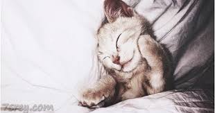 صور حيوانات جميلة خلفيات حيوانات كيوت رمزيات حيوانات رائعة موقع حصري cute animals cute cats baby animals