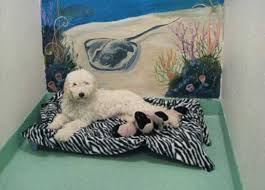 How many employees does dogwood animal hospital & pet resort have? Finding Spa Services For Your Pet Dogwood Vet Hospital Chapel Hill Nc