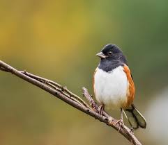 We did not find results for: 2018 Year Of The Bird Shenandoah National Park U S National Park Service