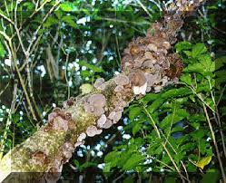 It is unclear whether tremella fuciformis actually parasitizes the hypoxylon, or whether there is a complex symbiosis or mutualism involved. Tremellales Others The Jelly Fungi Auricularia Polytrica Wood Ear Auricularia Lactea White Wood Ear Pseudohydnum Gelatinosum Toothed Jelly Fungus Tremella Fuciformis Mushrooms Classification