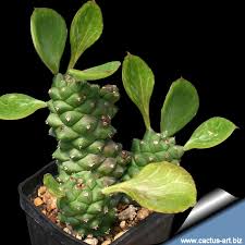 Image result for Monadenium