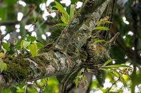 Image result for Polystachya dewanckeliana