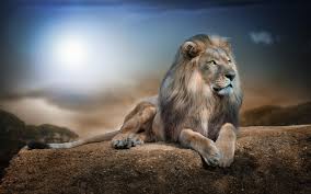 Wallpapers in ultra hd 4k 3840x2160, 1920x1080 high definition resolutions. Lion In Jungle Wallpaper Animals Wallpaper Better