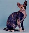 Sphynx Cat Breed Information, Pictures, Characteristics ...