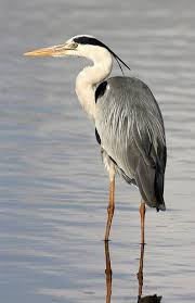 Great grey heron (ardea cinerea) is a european species. Ardea Cinerea Grey Heron Grey Heron Pet Birds Beautiful Birds