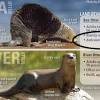 The sea otter (enhydra lutris) is a marine mammal native to the coasts of the northern and eastern north pacific ocean. Https Encrypted Tbn0 Gstatic Com Images Q Tbn And9gcrcior6oh6jsftgzzyquwpdorsunn4rn90ryk6lss7cvo Yse3u Usqp Cau