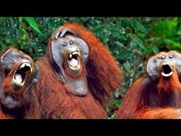 You Can Try Not To But You Will Laugh The Best Monkey Videos Youtube Funny pet videos presents a new compilation of home videos featuring the funniest monkeys!