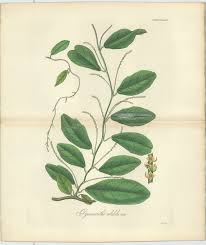 Image result for Pyrenacantha