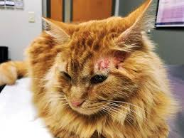 Cat flea and tick control: Scratch That Itch The Diagnosis Care And Feeding Of The Food Allergic Cat