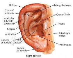 Semicircular canals, vestibule, cochlea (see the image below){file12686} the ear is a multifaceted organ that connects the cen. 1000 Ideas About External Ear Anatomy On Pinterest Ear Anatomy External Ear Anatomy Ear Structure Ear Diagram