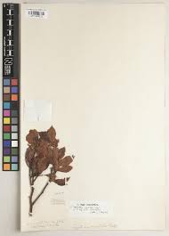 Image result for Cryptocarya woodii