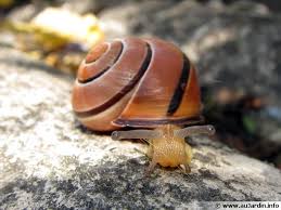 La Lutte Contre Les Limaces Et Les Escargots
