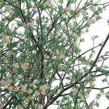 Image result for Acacia mellifera
