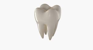 3d Model Teeth Molar Tooth Anatomy People Human Mouth Mandibular Jaw Dental Dentist Dentition Crown Realistic Tool 3d Model Cute Icons Teeth