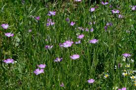 Image result for Agrostemma githago