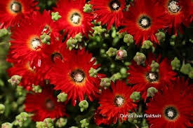 Maybe you would like to learn more about one of these? Spring In The Succulent Garden Flowers Wow With Bold Hot Hues
